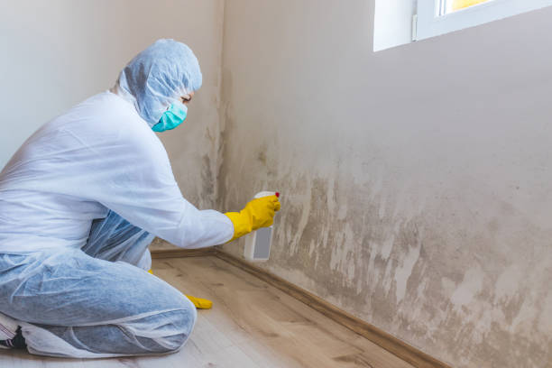 Black mold inspection in Falkland