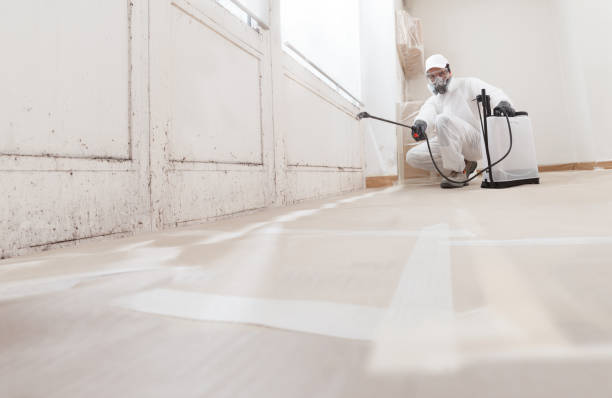 Black mold remediation team in Falkland